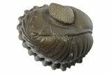 Wide, Enrolled Eldredgeops Trilobite - Removable From Rock #270072-4